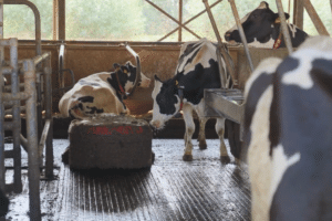 Mestrobot van de Biogashub Oxe Geeft Gas
